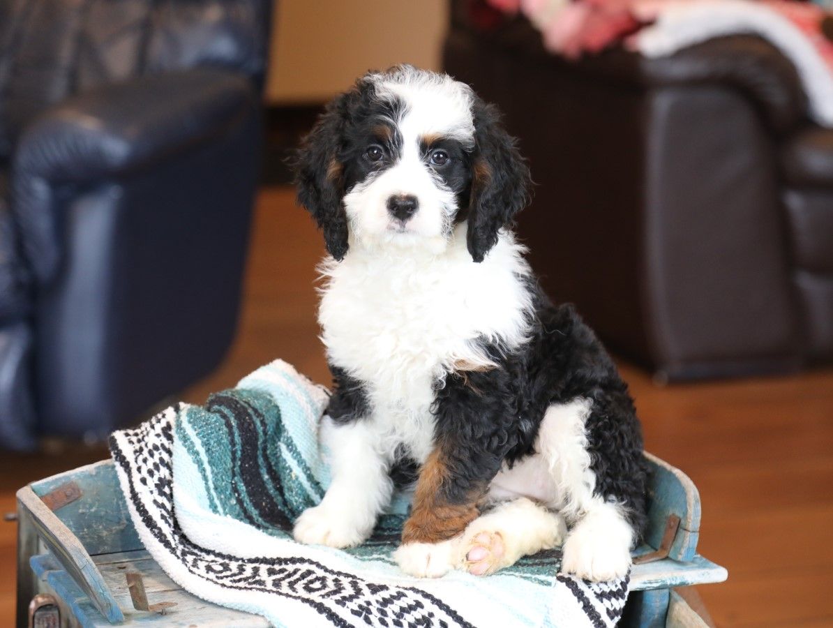  Lily - click to meet