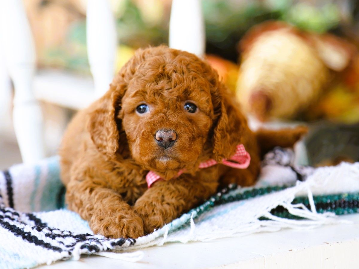 Lenny • click to meet