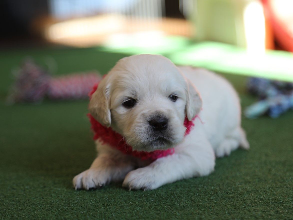 Lyla - Click to meet