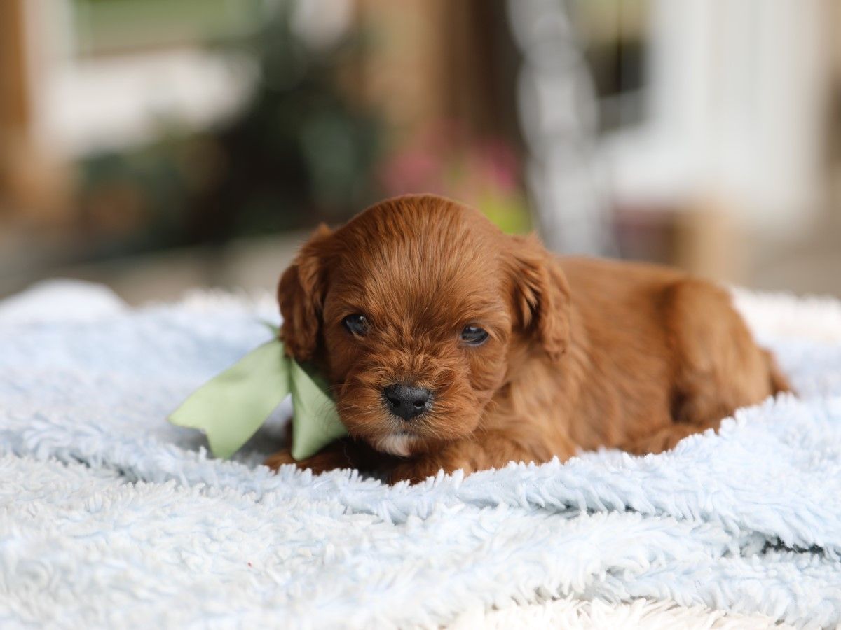 Charlie (3).JPG