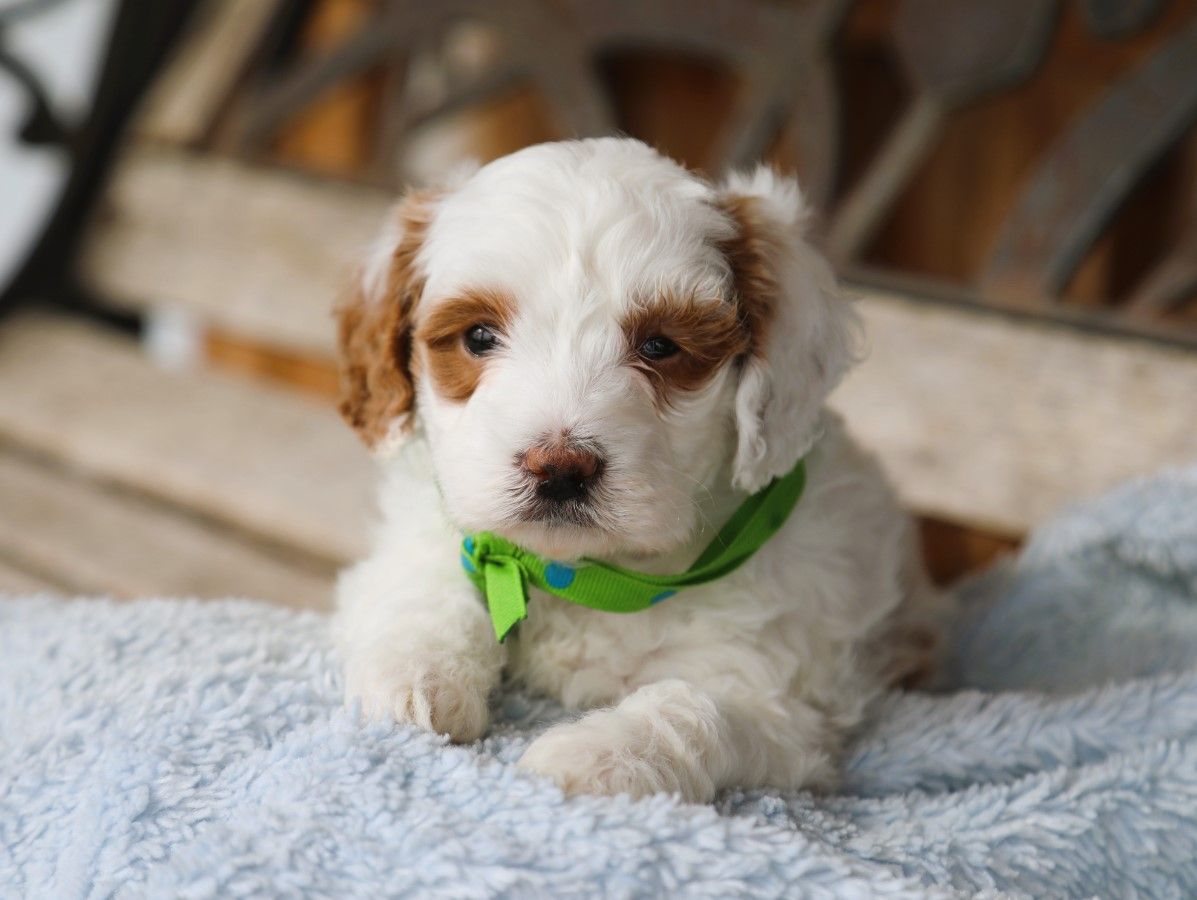 biscuit (1).JPG