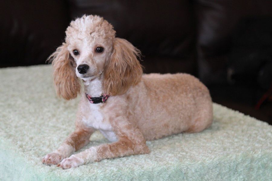 STELLA