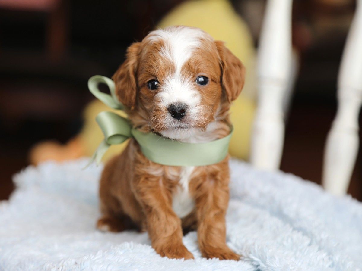 Alfie (1).JPG