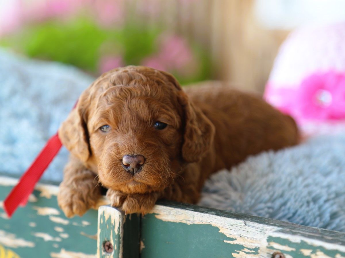 Ivy • click to meet