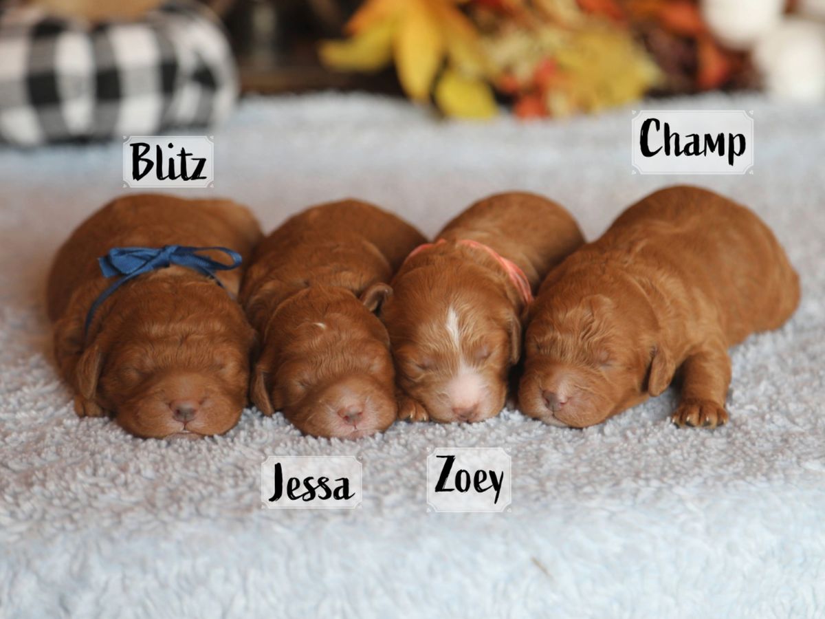 Ginger's Babies - click to meet