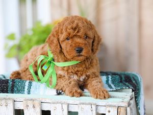 Theo • click to meet