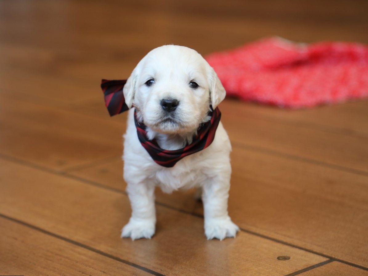 Trooper (3).JPG