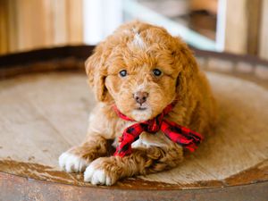 Sterling • click to meet