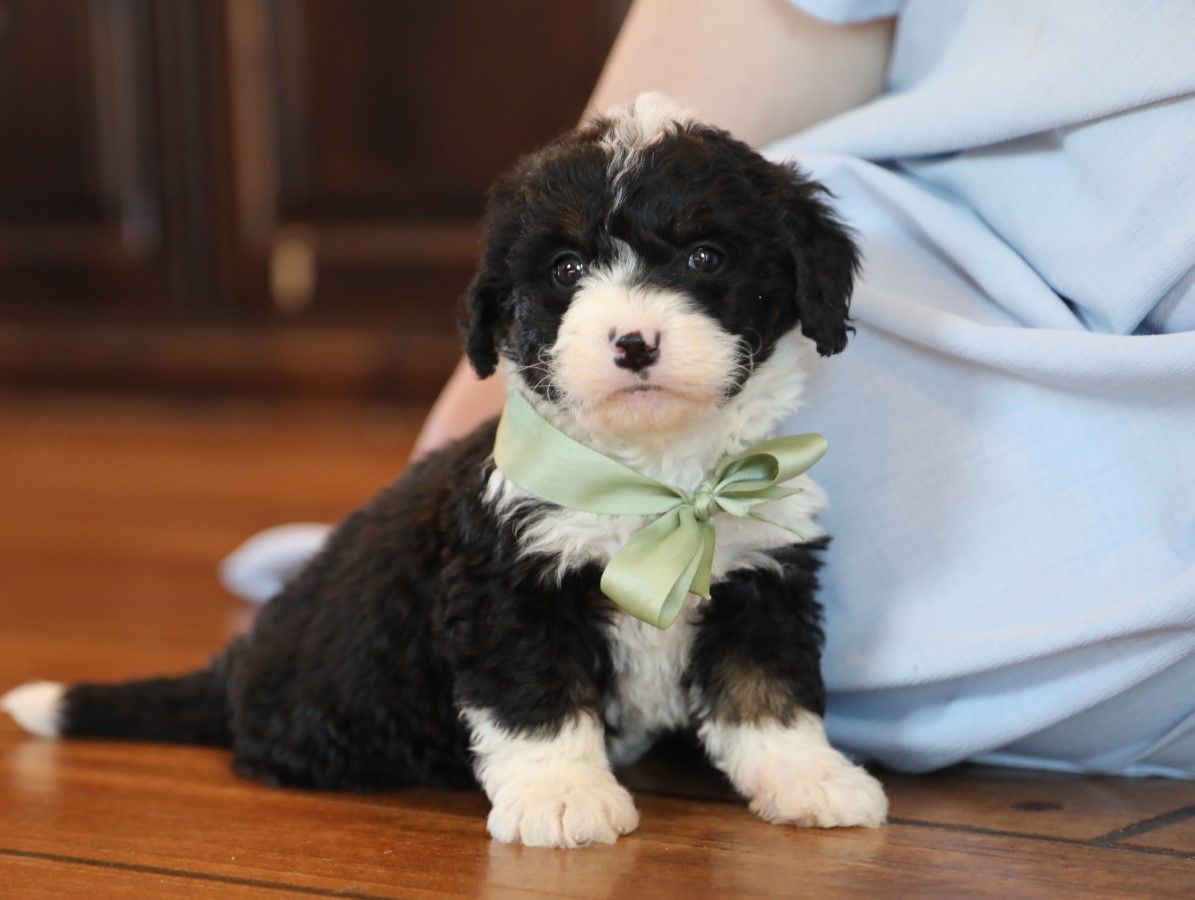 Willow (2).JPG