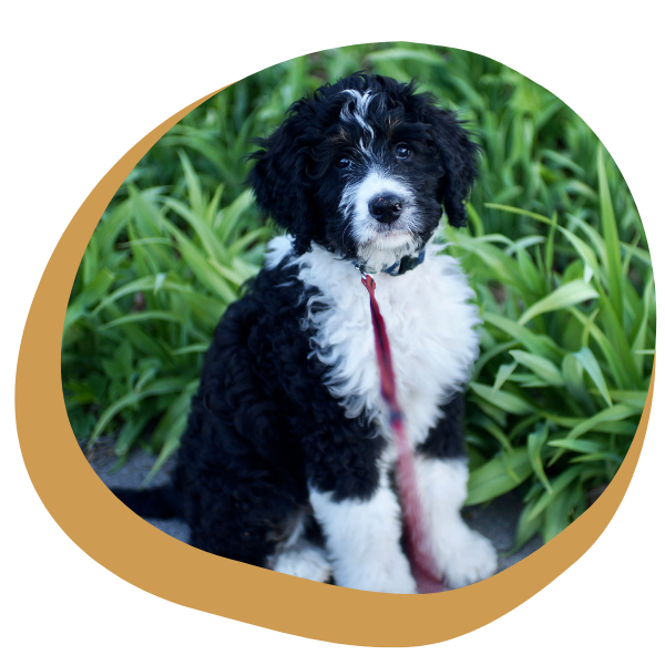 Bernedoodle Puppies - Image 1.png