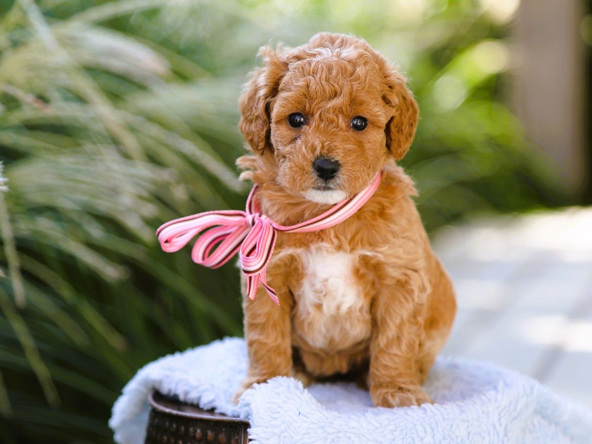 Maggy • click to meet