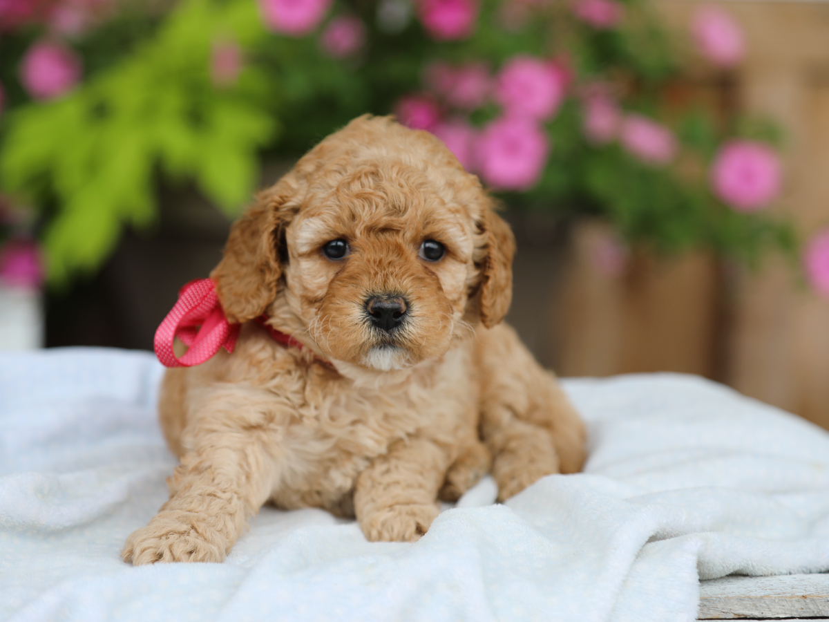 Flossie (1).png