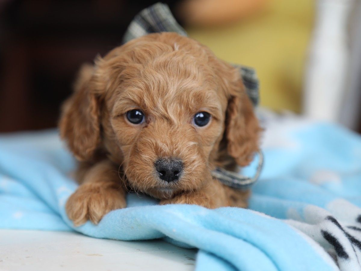 Truffle (3).JPG