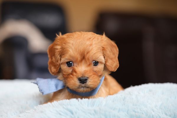 Simi Valley, California FRANKIE • HOMED