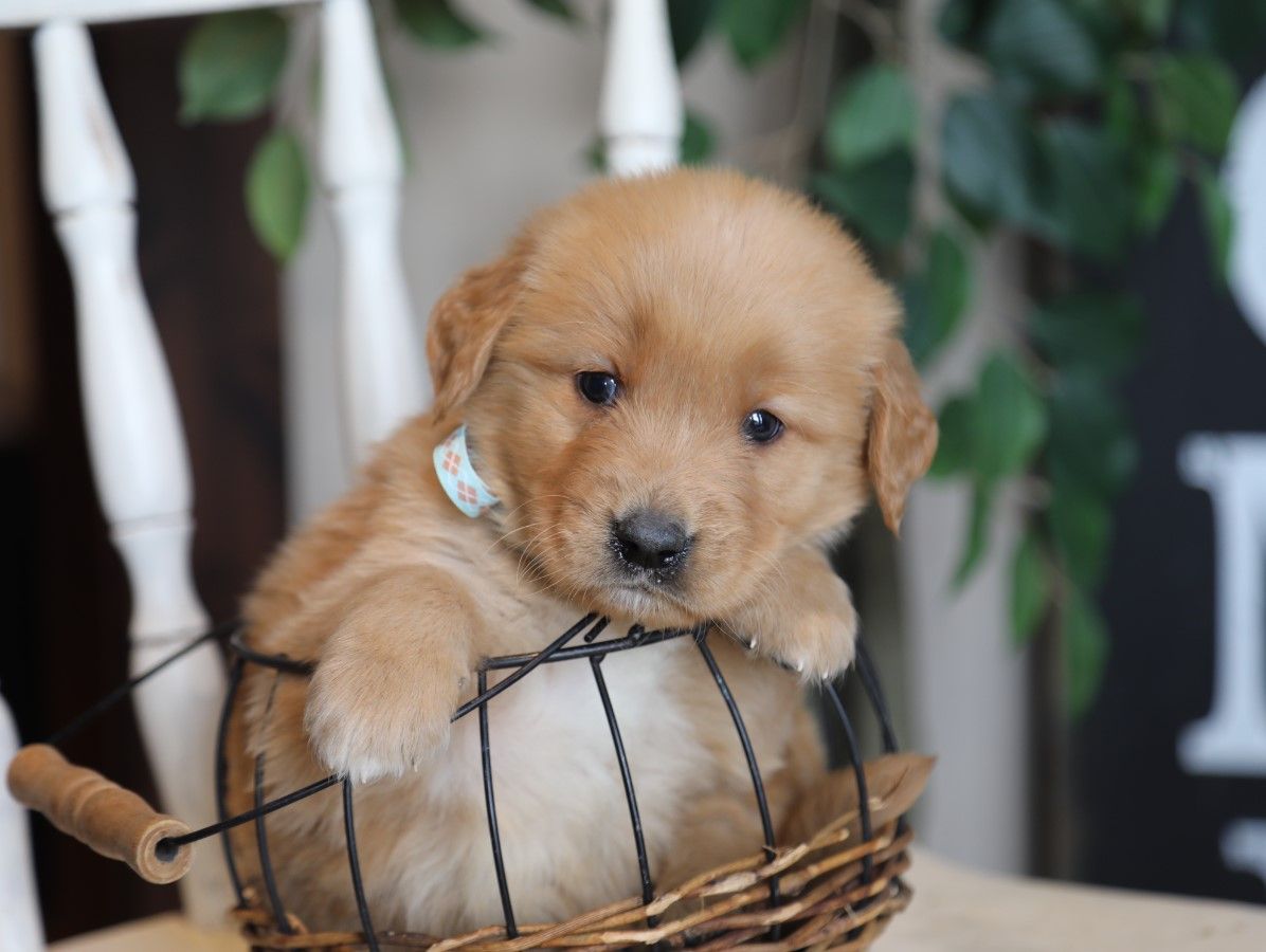 Reggie (2).JPG
