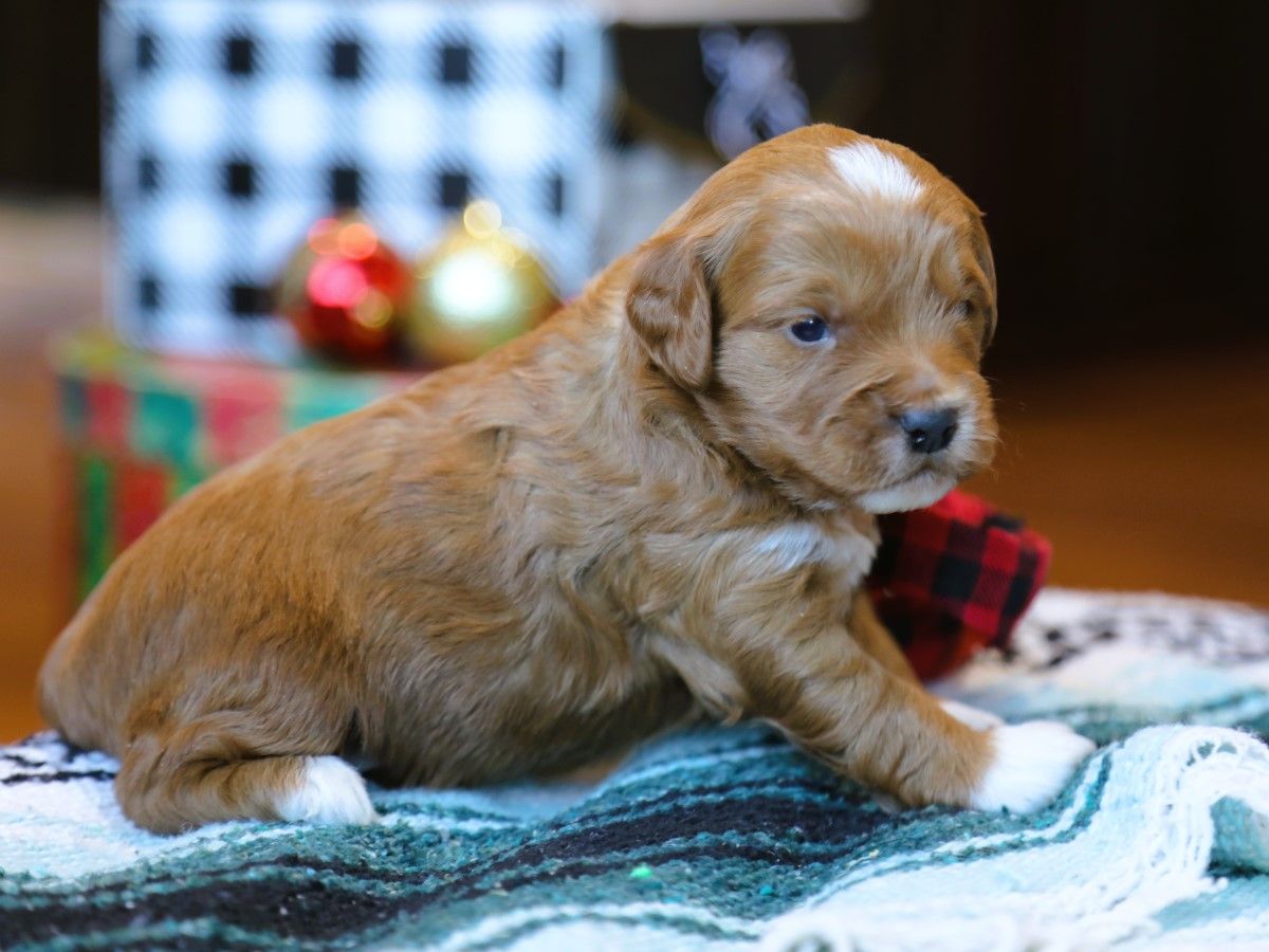 ralph (2).JPG