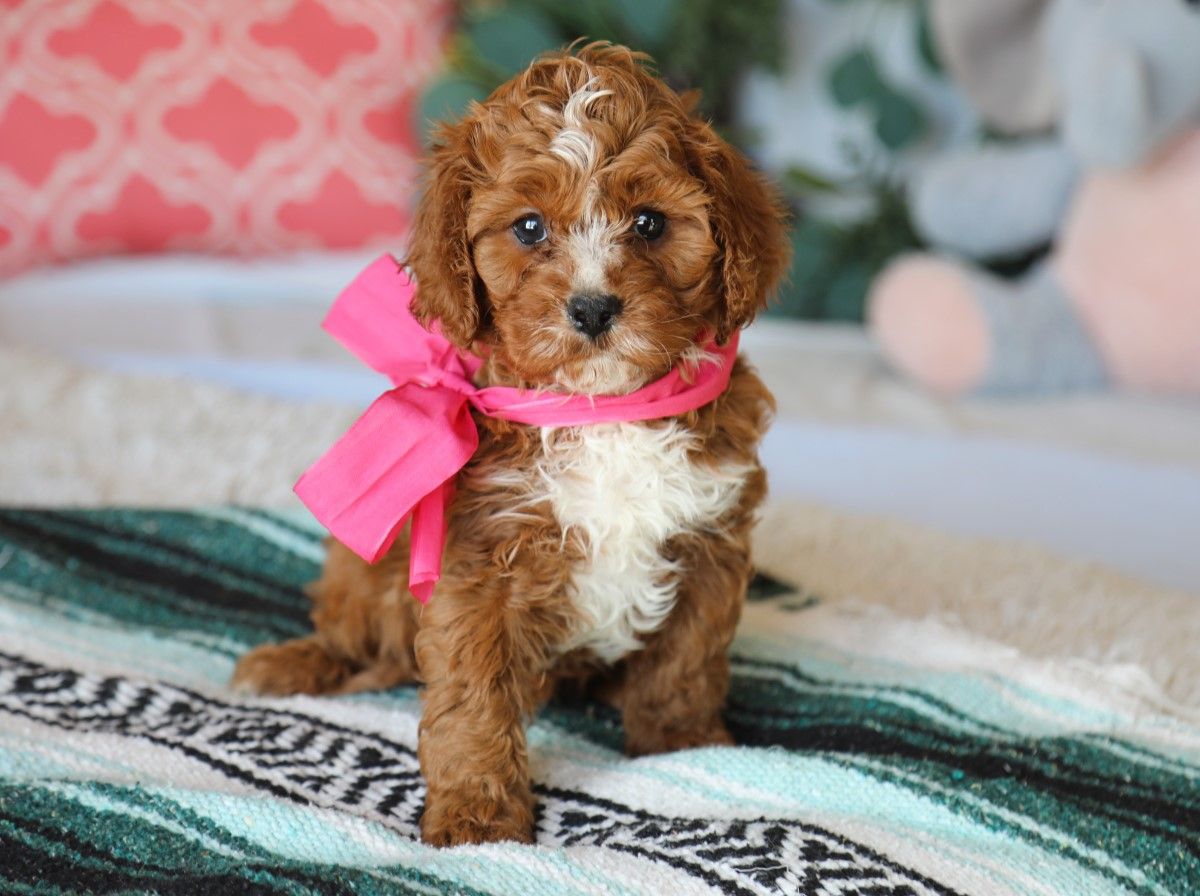 Zoey (2).JPG