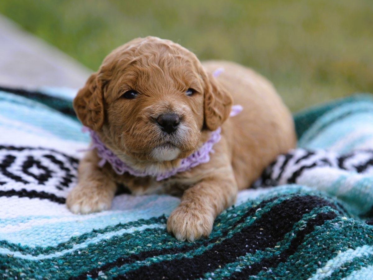 Posey • click to meet