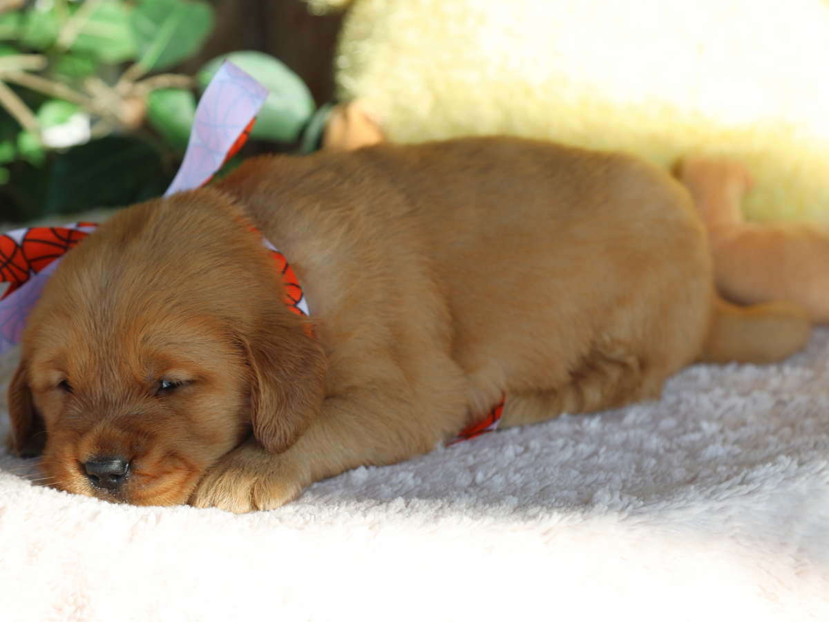 Tater Tot (3).png