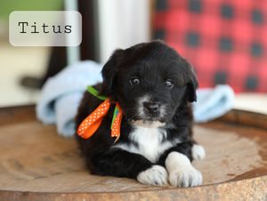 Titus - click to meet