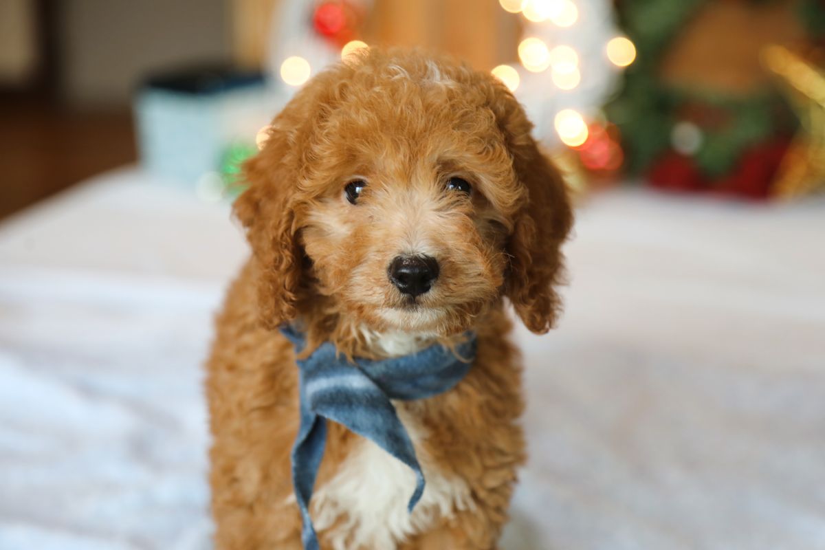 Finnegan • click to meet