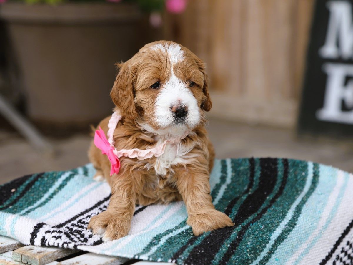 Poppy (3) (1).JPG