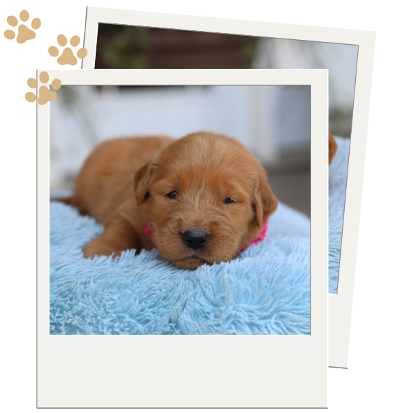 Red Retriever - Image 2.png