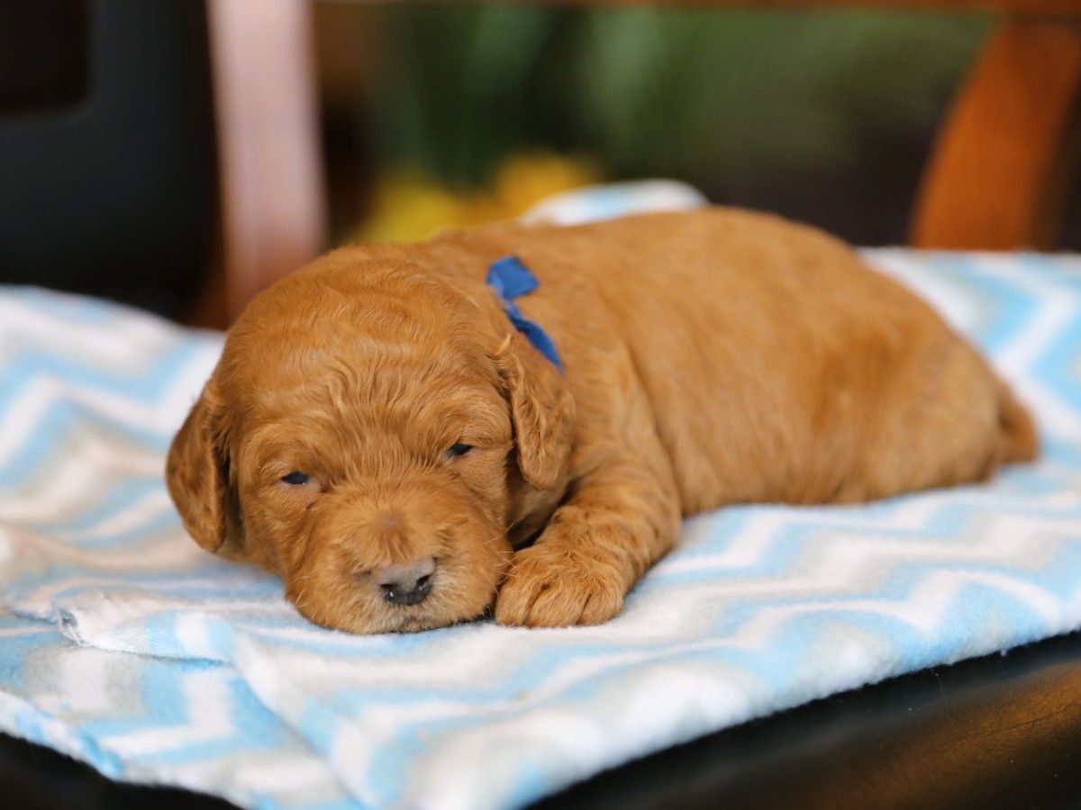 Ernie  • click to meet