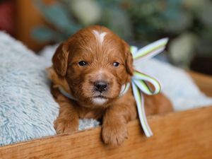 Elijah • click to meet