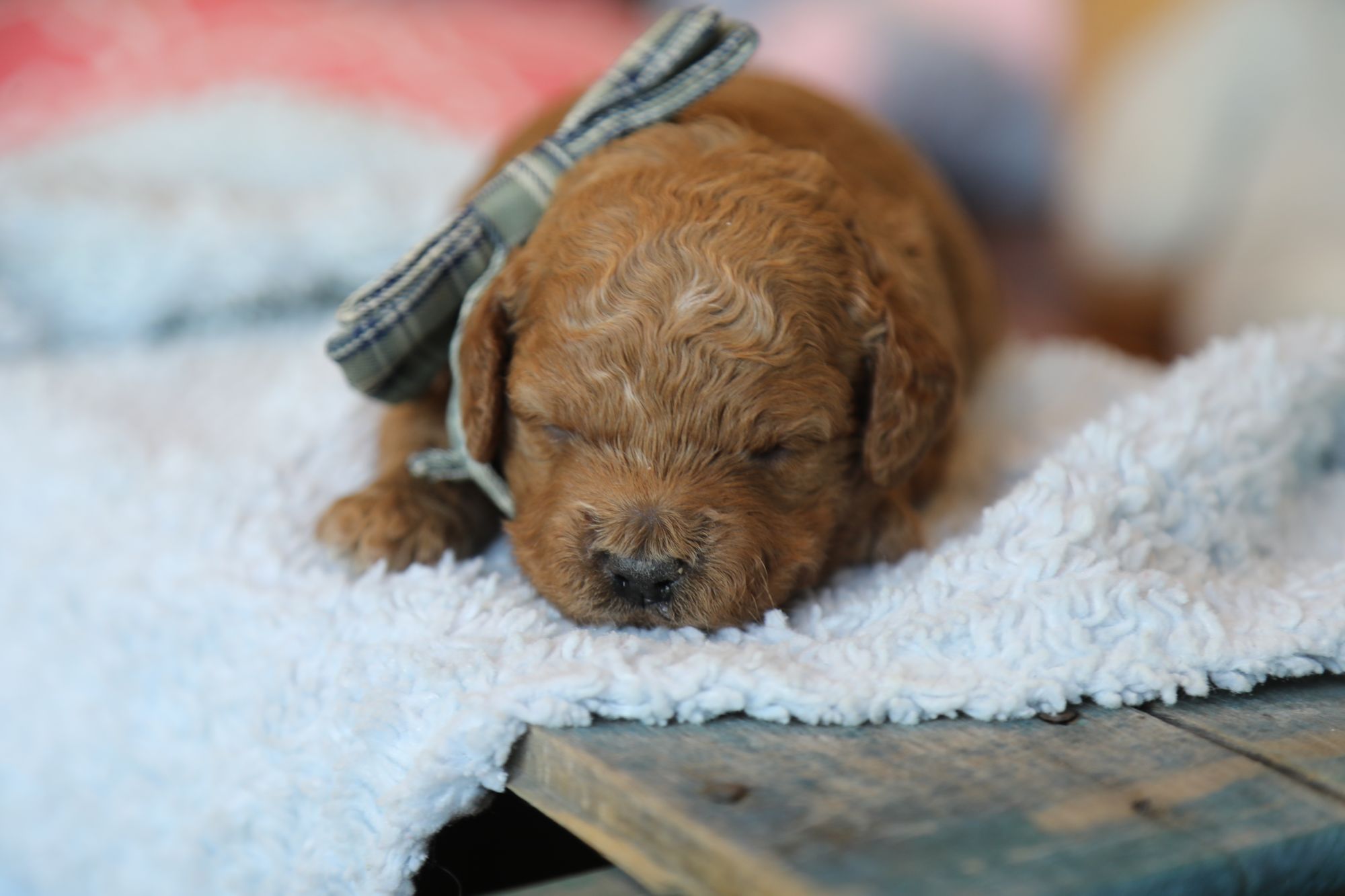 Hershey (2).JPG