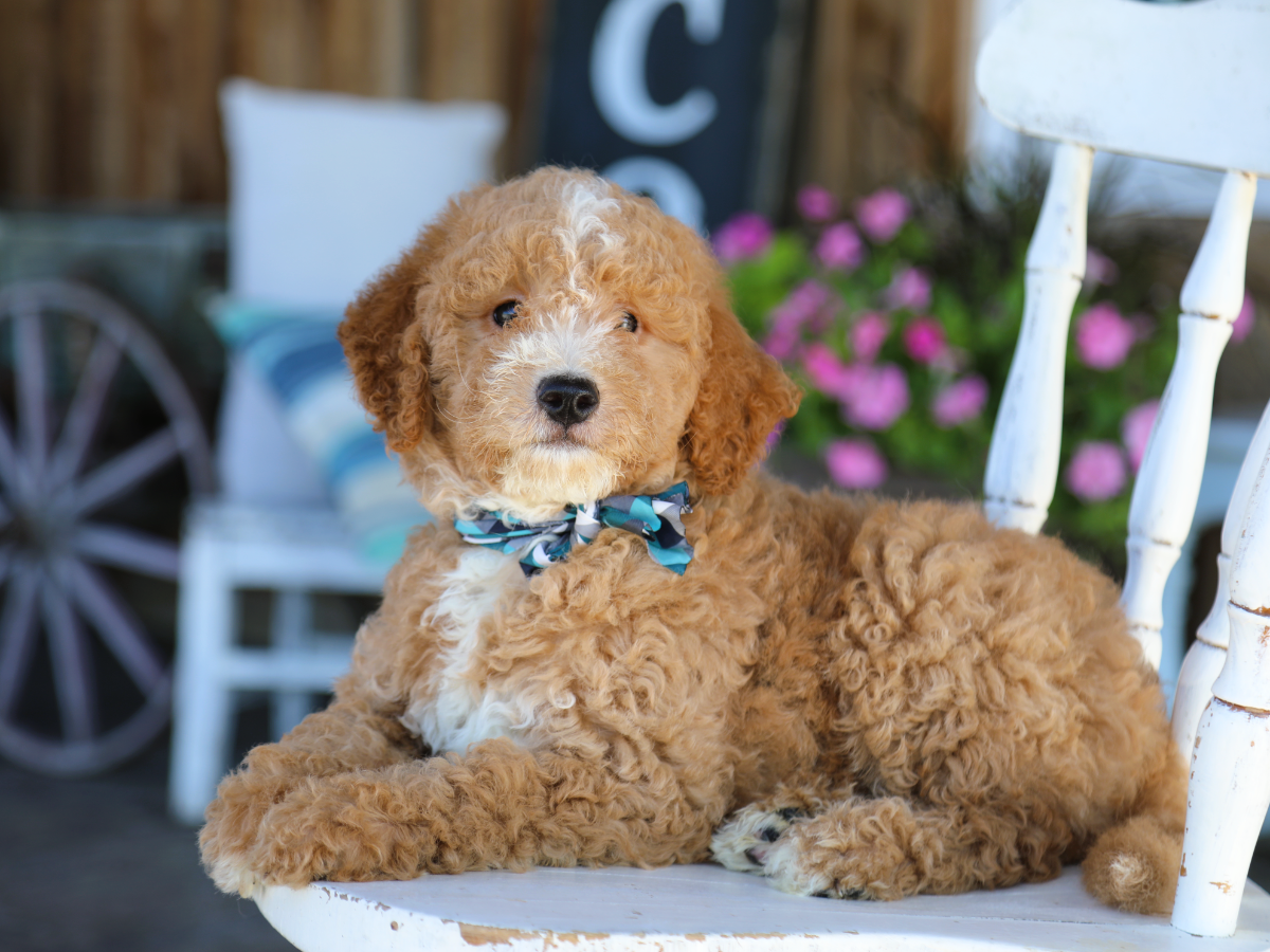Tuxedo (3).png