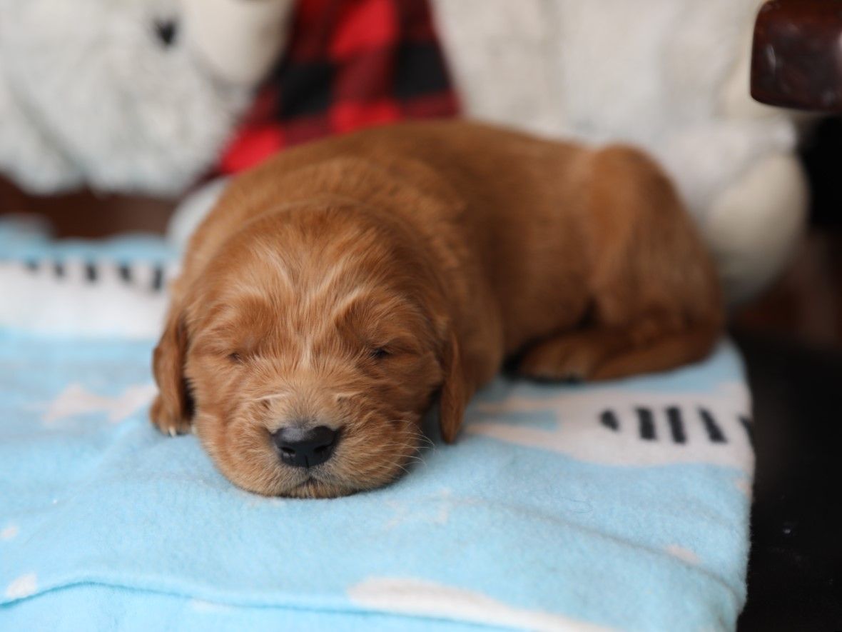 George - Click to meet