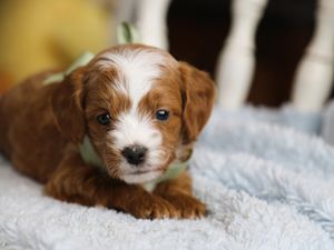 Alfie • click to meet