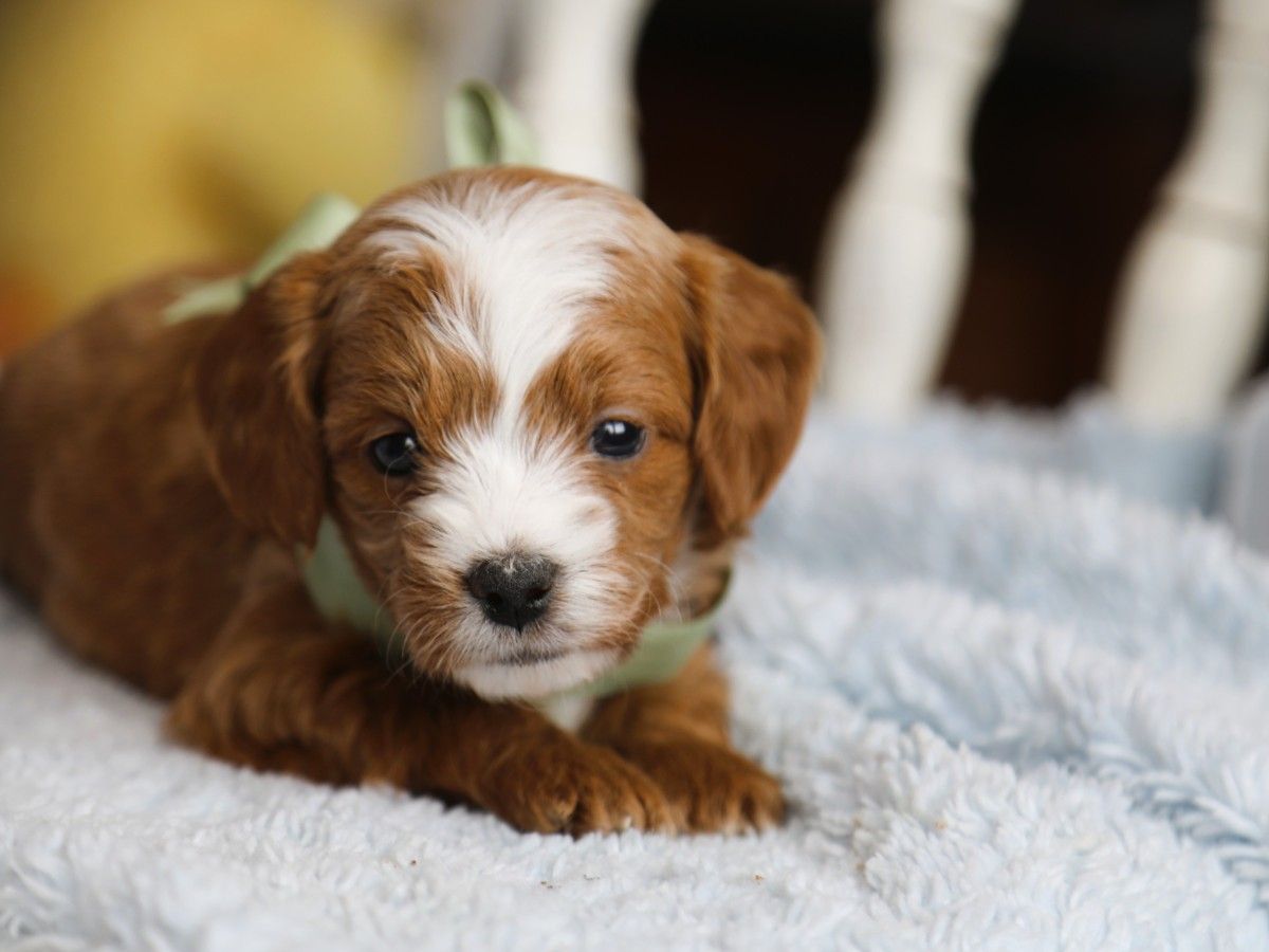 Alfie • click to meet