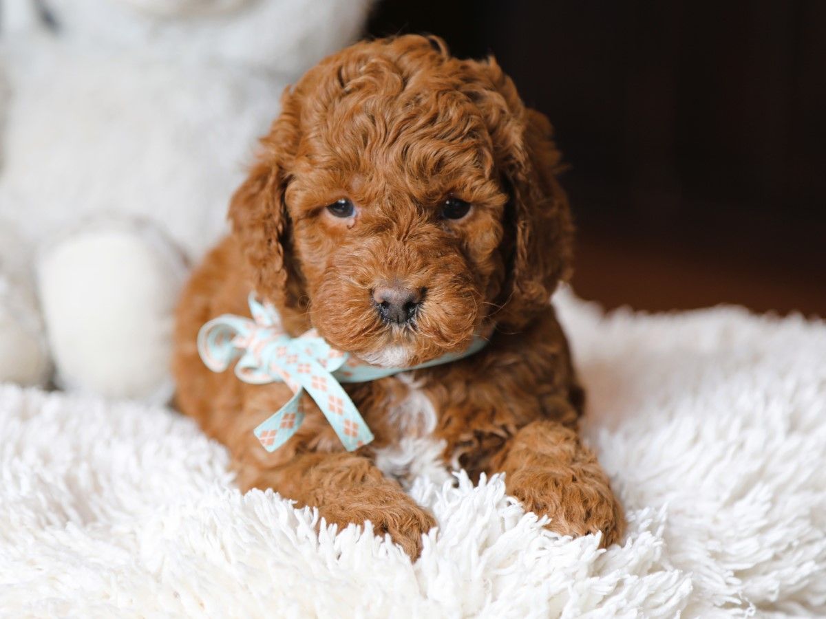 bentley (4).JPG
