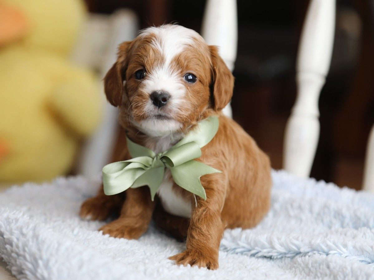 Alfie (2).JPG