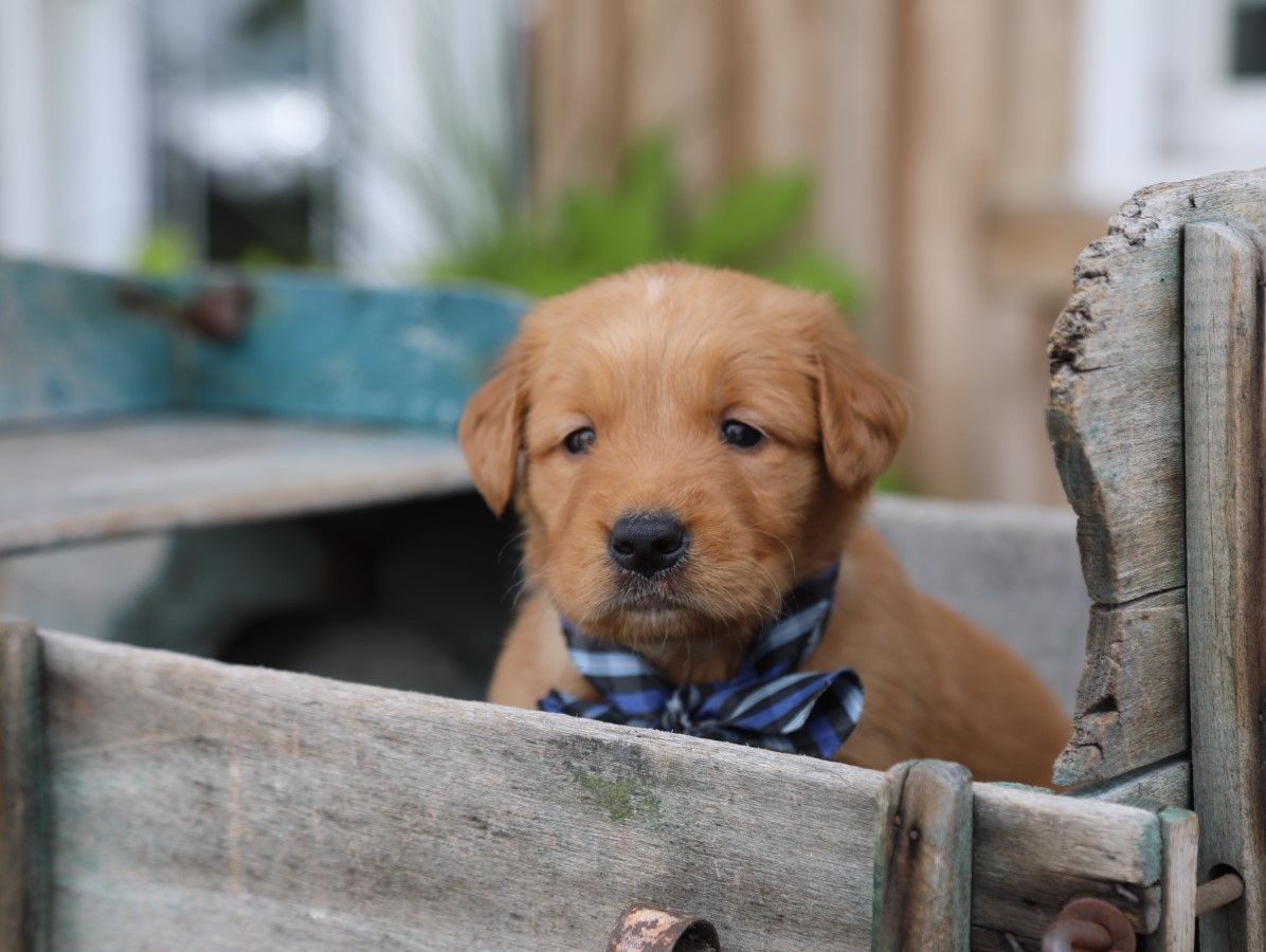 buster (2).JPG