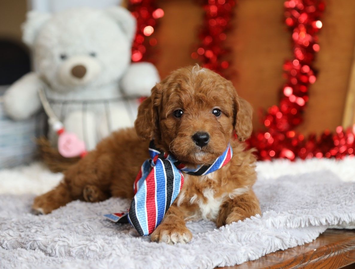  Linden - click to meet