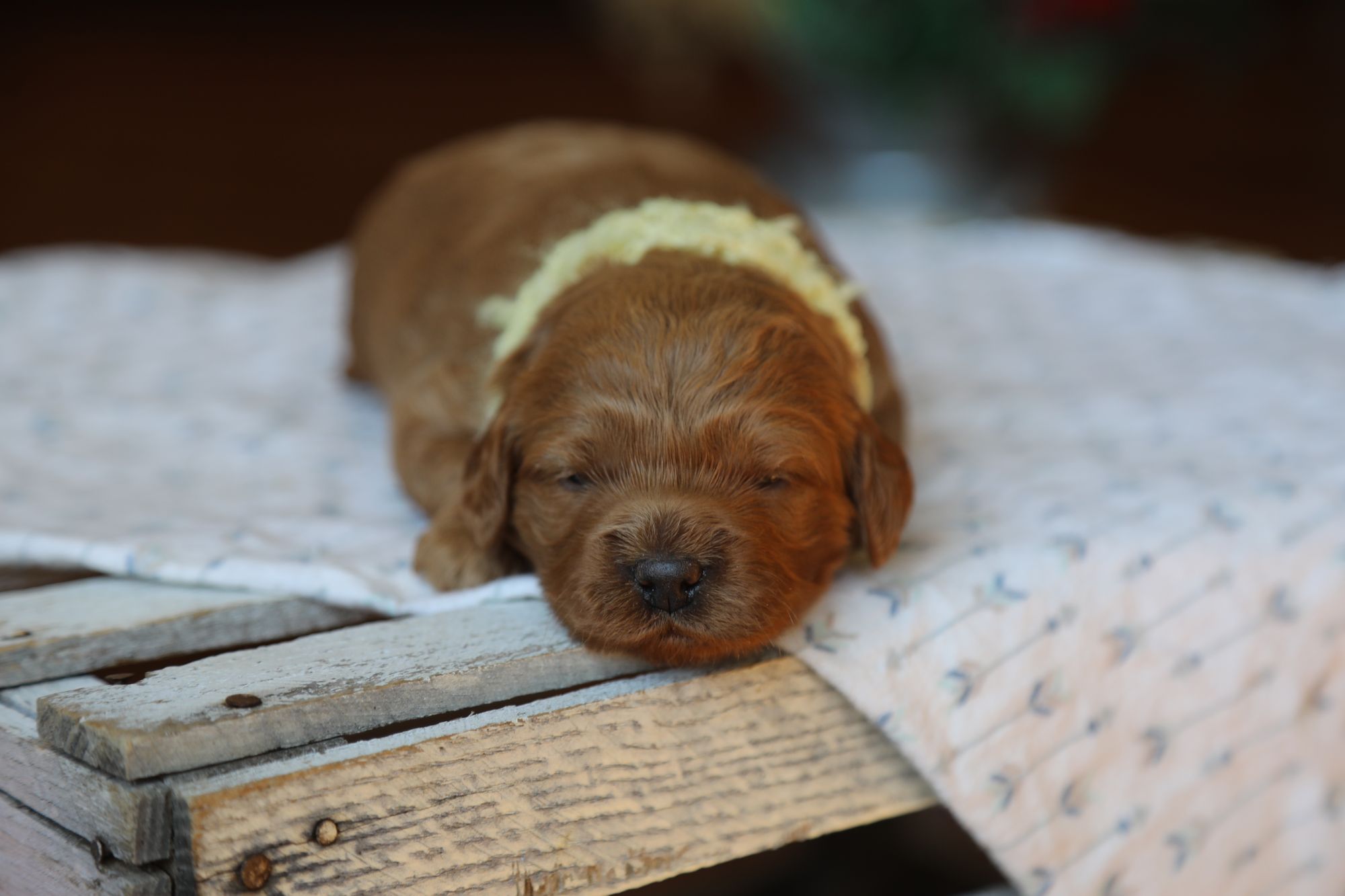 Finn (1).JPG