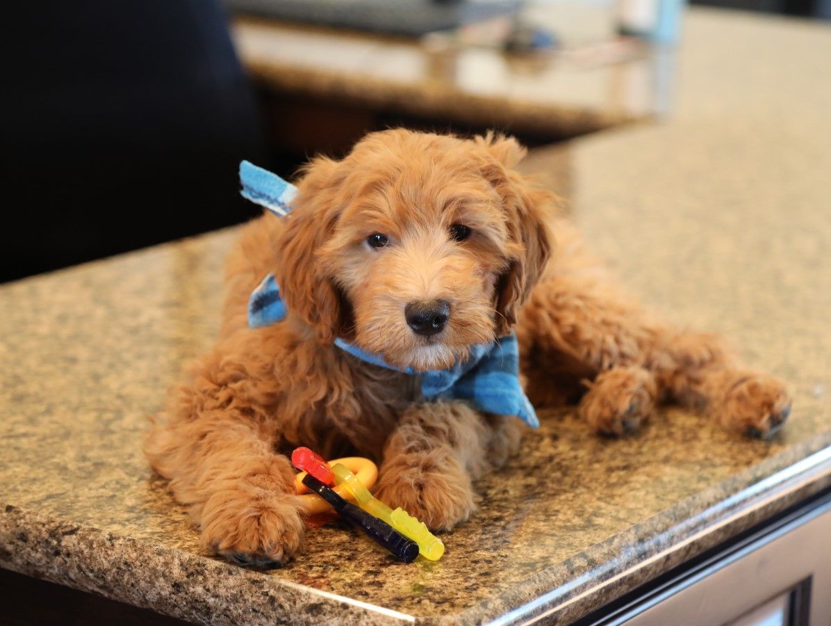 Freddy - click to meet