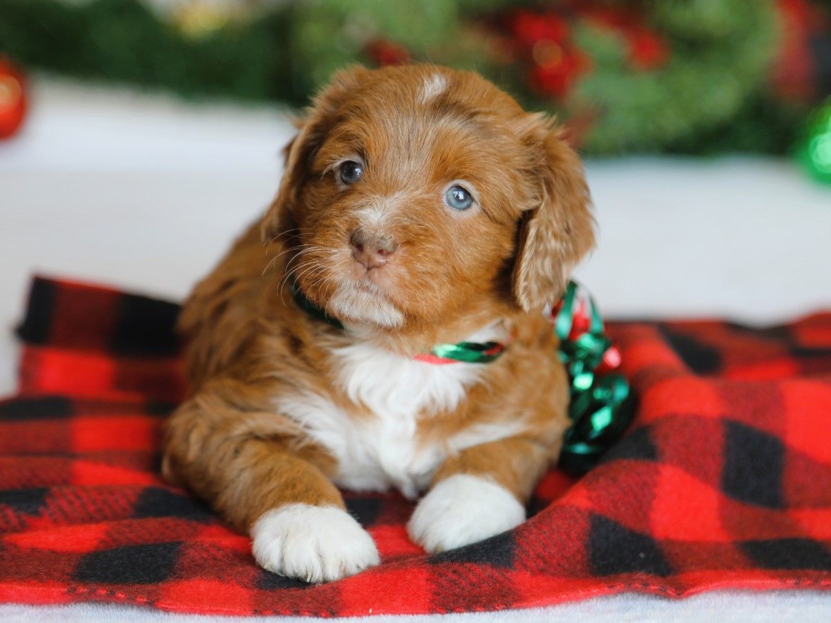 Crystal • click to meet