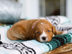 Brinley • click to meet