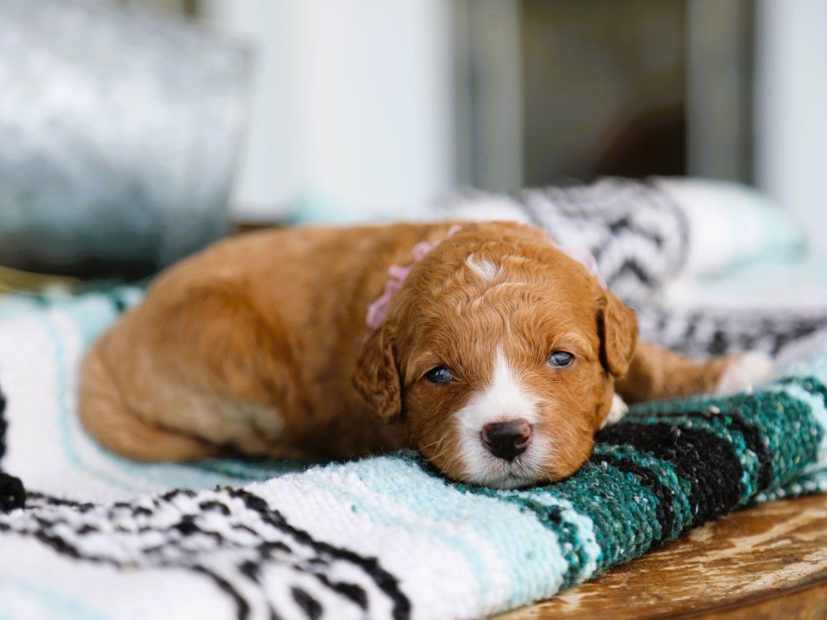 Brinley • click to meet