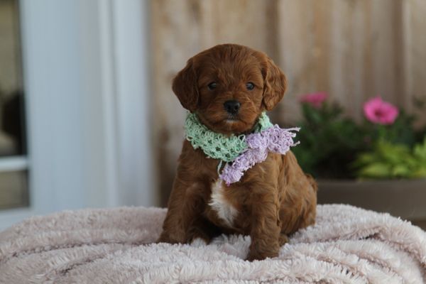Long Beach, California MARLA • HOMED