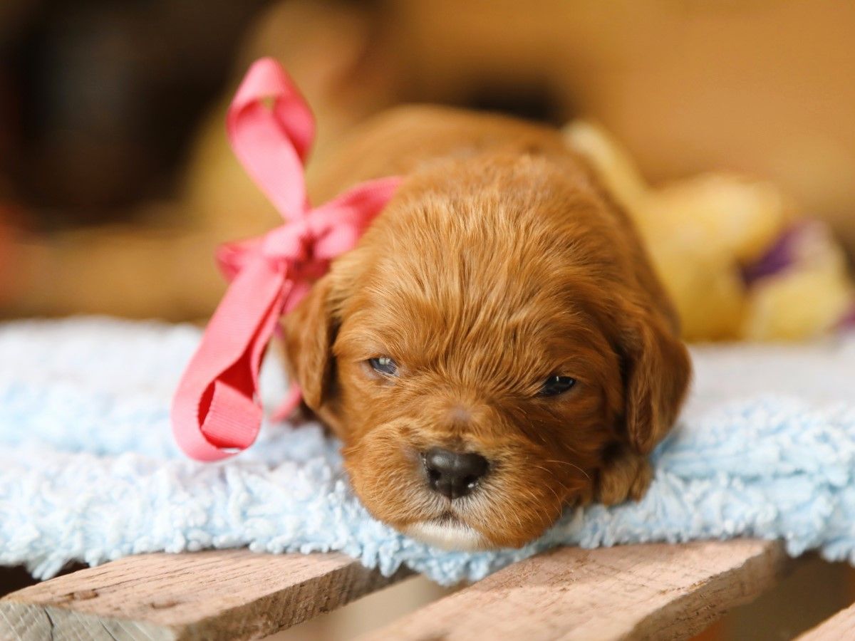 Sweet Pea (1).JPG