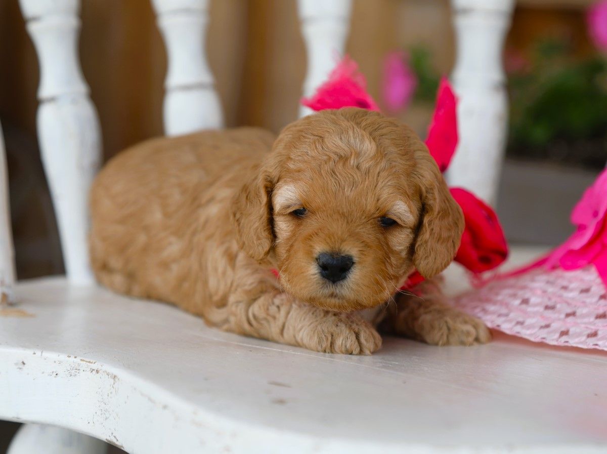 cupcake (4).JPG