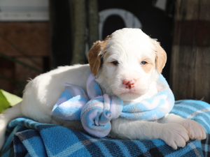 Winchester • click to meet