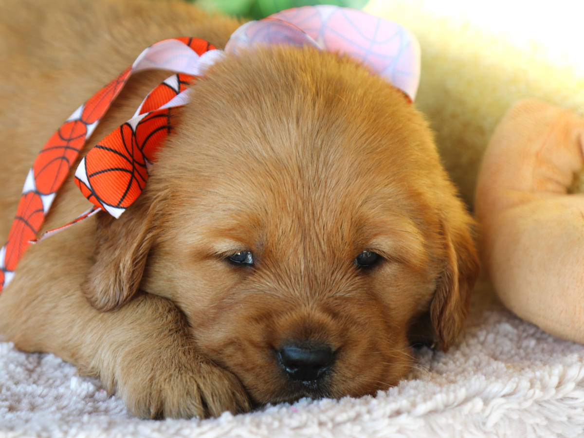 Tater Tot (4).png