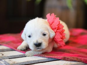 Marigold • Click to meet