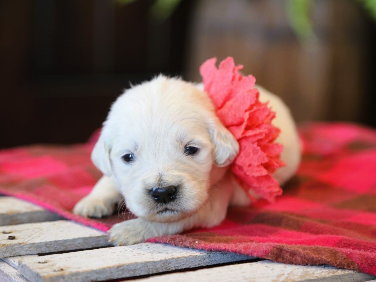 Marigold • Click to meet